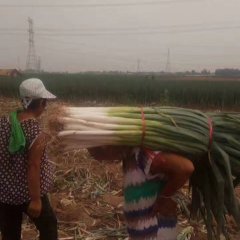 隆尧长白大葱 葱白30公分左右