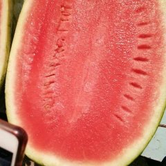 欢迎来到陕西严强瓜瓜合作社网站