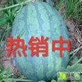 山东东明黑美人上市早期，货量大，好装车