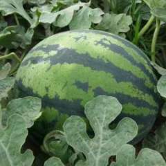 山东昌乐美甜101西瓜种子上货量大