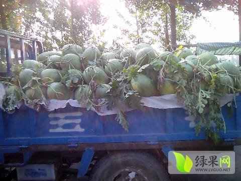新红宝价格