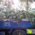 东明瓜区50万亩西瓜喜获丰收