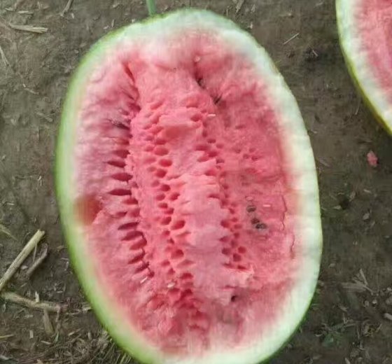 2016年河南夏邑冠龙价格