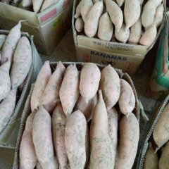 河南开封县有商薯19 龙薯九号