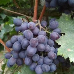 坊子大棚玫瑰香葡萄上市量大，质量好