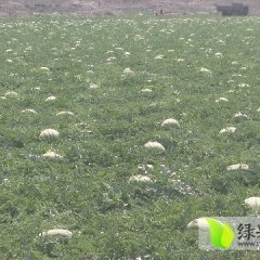 甘肃会宁金城5号西瓜品质优良