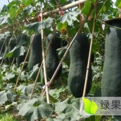 新野我处黑皮冬瓜大量供应中，价格便宜
