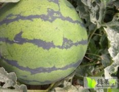2017梨树西瓜 品种 007 供应价格4-5毛