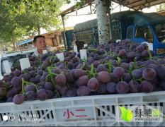 东昌府大棚葡萄开始大量供货了