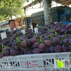 东昌府大棚葡萄开始大量供货了