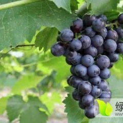 2017沛县夏黑葡萄.富士葡萄无公害食品