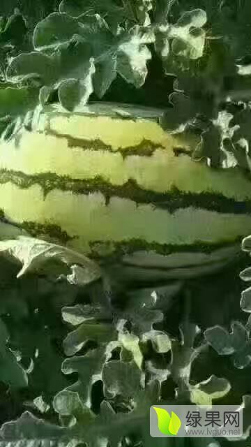 冠龙价格