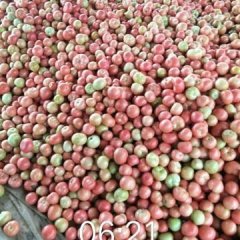 2017东昌府西红柿收购工作全面开展