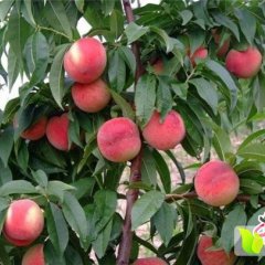 山西万荣红不软毛桃质量上乘