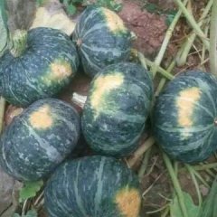 内蒙古巴彦淖尔乌后旗爱碧斯绿皮南瓜上市