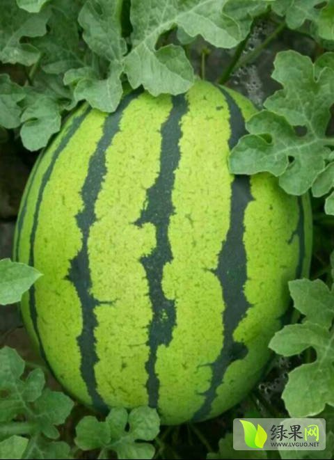 2017年吉林公主岭甜王系列价格