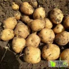 公主岭土豆火热上市,怀德赵燕诚信合作