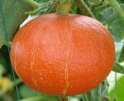 辽宁凌海黄金二号南瓜大量上市了.有需要联系