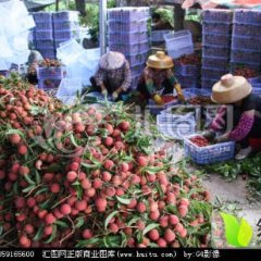 阳江市阳西县荔枝 许波果业专业代收