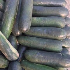 河南省沁阳市柏乡镇冬瓜种植基地