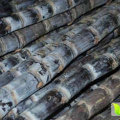 大量供应海南黑皮甘蔗、批发、零售