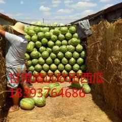 甘肃{金城5号}硒砂瓜{诚信代收代发}