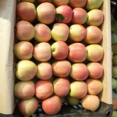 大荔两宜秦龙7月嘎啦苹果