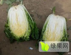 2017太白优质的韩国黄心大白菜，颜色鲜绿