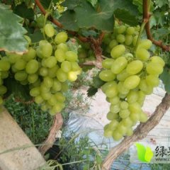 陕西大荔维多利亚葡萄品质优良