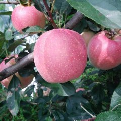 2017大荔苹果值得出手