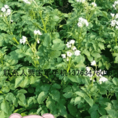 黑龙江省讷河市宝军马铃薯合作社