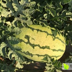 陕西定边白泥井西瓜大量上市