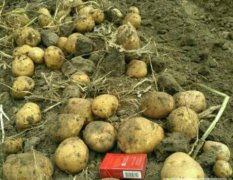 吉林省公主岭市怀德镇本地种植延薯四号土豆