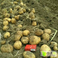 吉林省公主岭市怀德镇本地种植延薯四号土豆