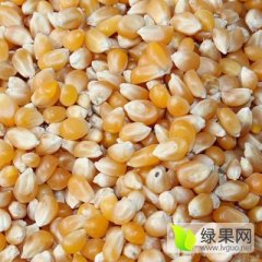 常年大量收购玉米，高粱 菜饼