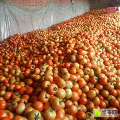 喀喇沁旗锦山镇 大红硬粉货源充足 硬度高