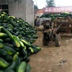 湖北宜城大青皮冬瓜 诚信做人，以德经商