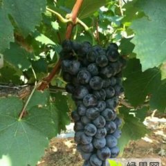 2016清苑葡萄走过路过不要错过