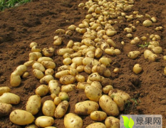平度市今年土豆种植面积较去年大幅增加