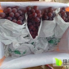宾川红提葡萄以上市