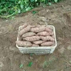 河北饶阳湖沱河岸龙薯九号大量上市了