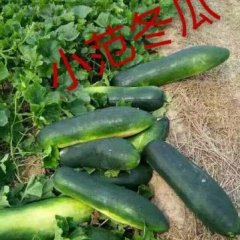 沁阳冬瓜六月底大量上市，上货量大