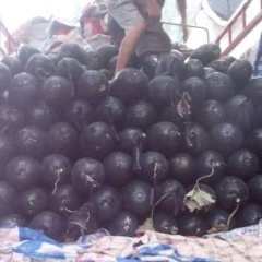 河南中牟冬瓜大量上市，颜色黑亮，20公斤