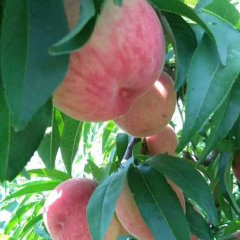 陕西大荔北京八号毛桃蜜桃长势旺盛