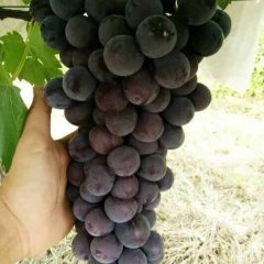 大荔两宜马云龙7月户太八号葡萄