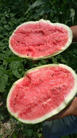 灵宝新机遇西瓜花皮椭圆形状有籽西瓜