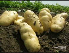 2017凌海土豆大量上市，土豆个头大