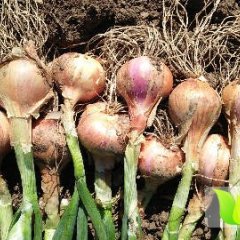 黑龙江宁安现有大个毛葱对外出售