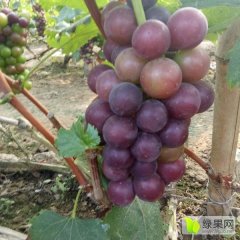 山东省菏泽市单县李新庄孟店红无核葡萄