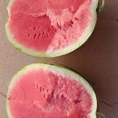 甘肃靖远西瓜上市了，有需要的联系我